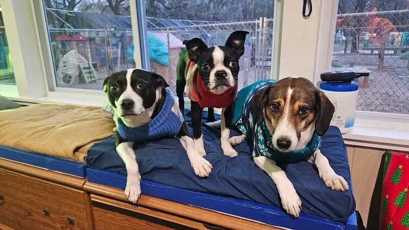 AOKO-K9 Connections - Columbus, OH