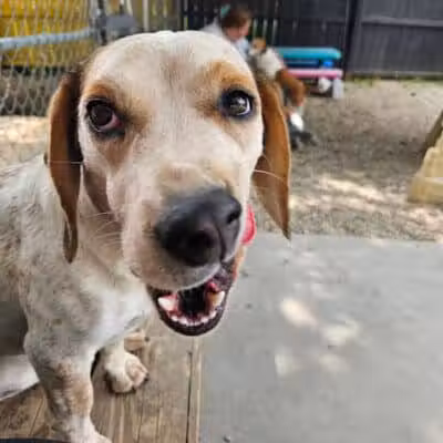 AOKO-K9 Connections - Columbus, OH