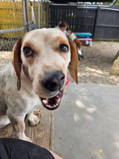 AOKO-K9 Connections - Columbus, OH