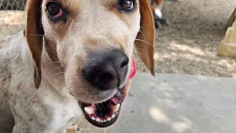 AOKO-K9 Connections - Columbus, OH