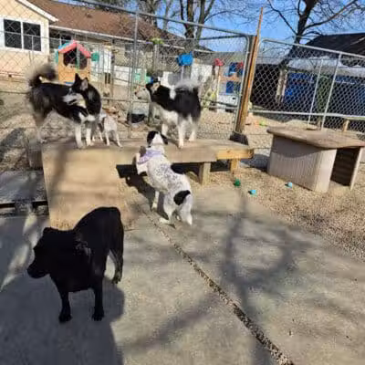 AOKO-K9 Connections - Columbus, OH