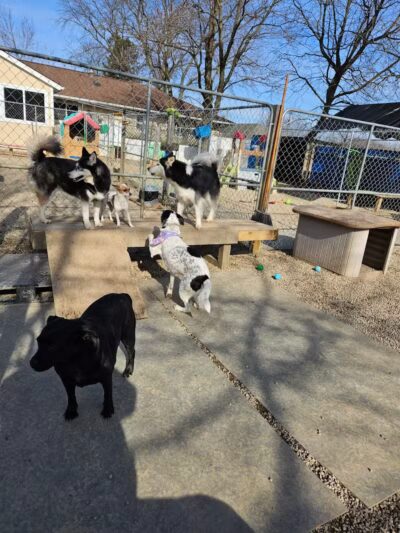 AOKO-K9 Connections - Columbus, OH