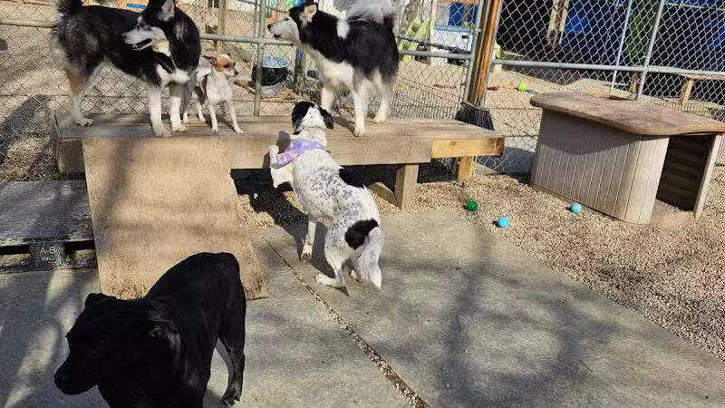 AOKO-K9 Connections - Columbus, OH