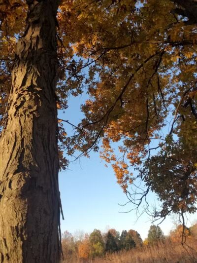 Audubon Park - Columbus, OH