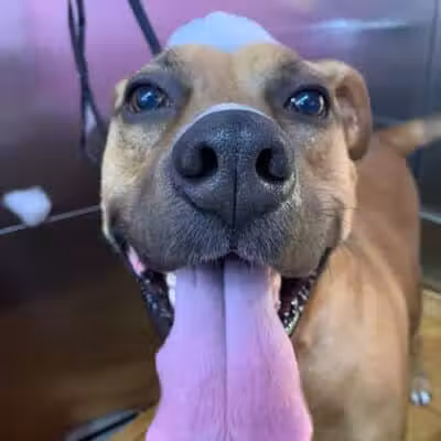 Barkin Dogs & Waggin Tails Pet Salon - Columbus, OH