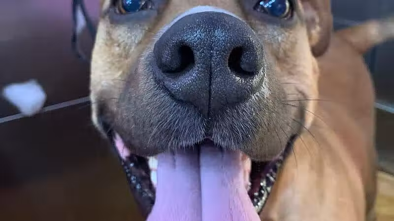 Barkin Dogs & Waggin Tails Pet Salon - Columbus, OH