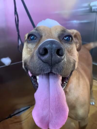 Barkin Dogs & Waggin Tails Pet Salon - Columbus, OH