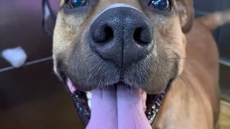 Barkin Dogs & Waggin Tails Pet Salon - Columbus, OH