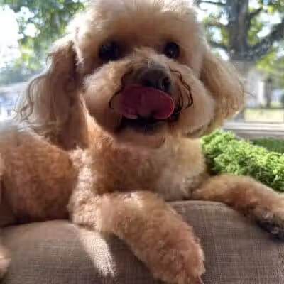 Barkin Dogs & Waggin Tails Pet Salon - Columbus, OH