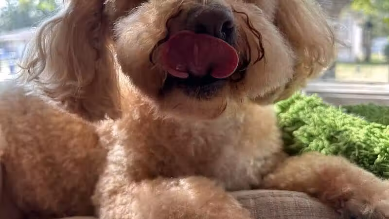 Barkin Dogs & Waggin Tails Pet Salon - Columbus, OH