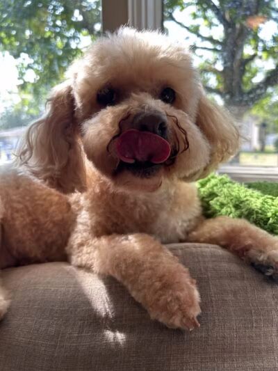 Barkin Dogs & Waggin Tails Pet Salon - Columbus, OH