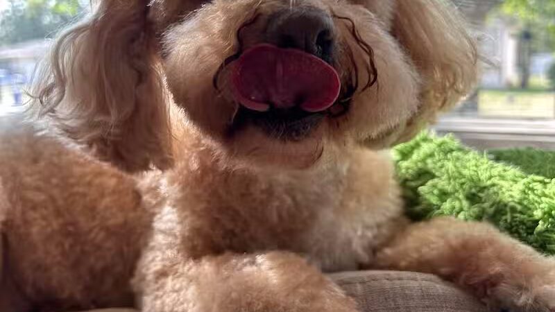 Barkin Dogs & Waggin Tails Pet Salon - Columbus, OH