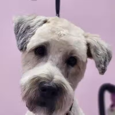 Barkin Dogs & Waggin Tails Pet Salon - Columbus, OH