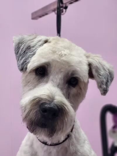 Barkin Dogs & Waggin Tails Pet Salon - Columbus, OH