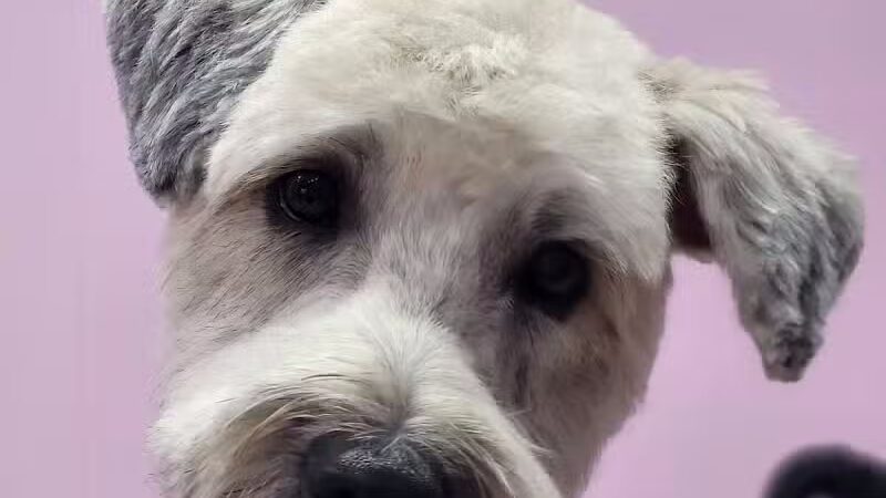 Barkin Dogs & Waggin Tails Pet Salon - Columbus, OH