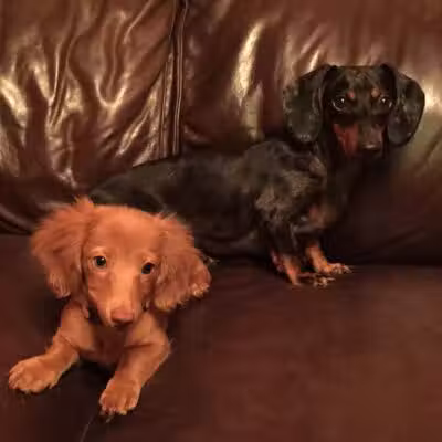 Barkin Dogs & Waggin Tails Pet Salon - Columbus, OH