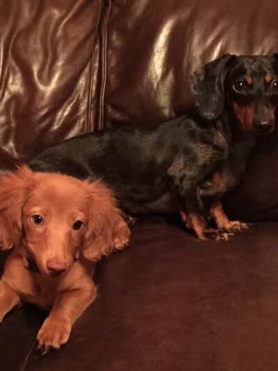 Barkin Dogs & Waggin Tails Pet Salon - Columbus, OH