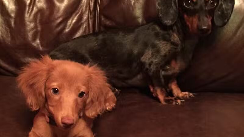 Barkin Dogs & Waggin Tails Pet Salon - Columbus, OH