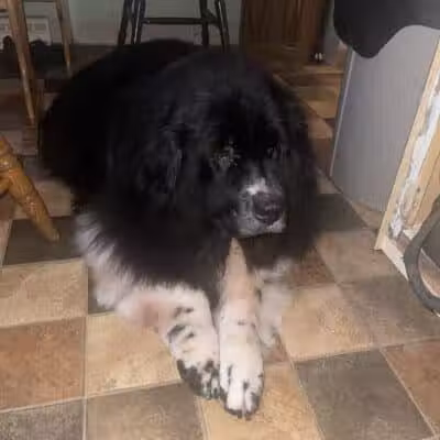 Barkin Dogs & Waggin Tails Pet Salon - Columbus, OH