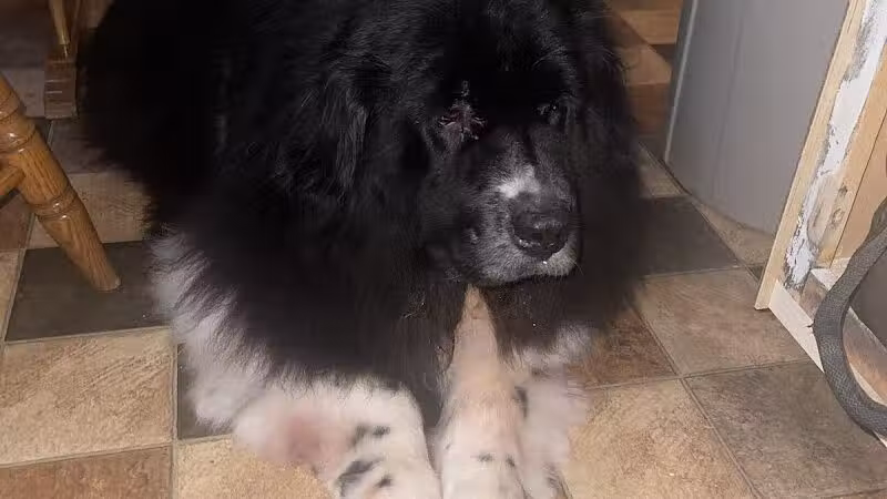 Barkin Dogs & Waggin Tails Pet Salon - Columbus, OH