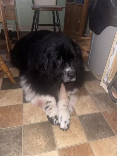 Barkin Dogs & Waggin Tails Pet Salon - Columbus, OH