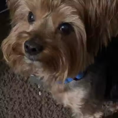 Barkin Dogs & Waggin Tails Pet Salon - Columbus, OH