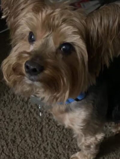 Barkin Dogs & Waggin Tails Pet Salon - Columbus, OH