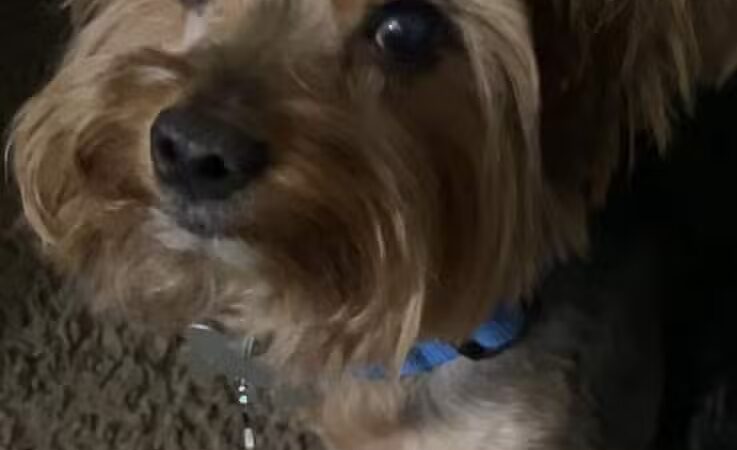 Barkin Dogs & Waggin Tails Pet Salon - Columbus, OH