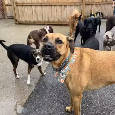 Barks and Rec - Columbus, OH