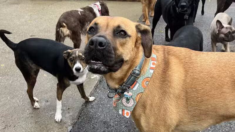 Barks and Rec - Columbus, OH