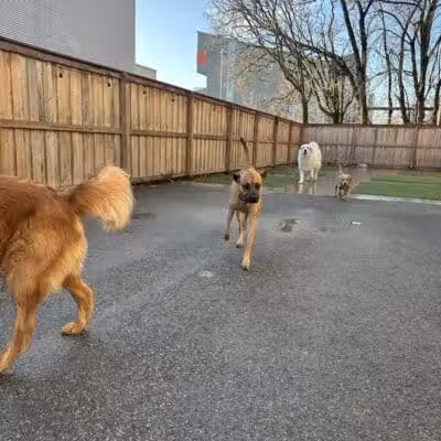 Barks and Rec - Columbus, OH