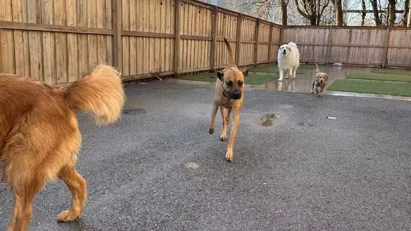 Barks and Rec - Columbus, OH