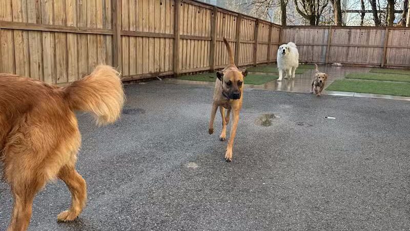 Barks and Rec - Columbus, OH