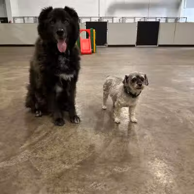 Barks and Rec - Columbus, OH