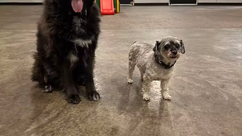 Barks and Rec - Columbus, OH