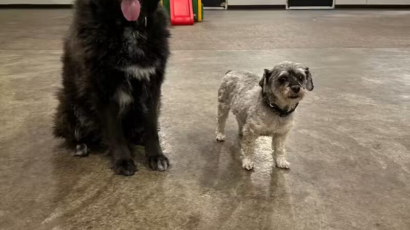 Barks and Rec - Columbus, OH