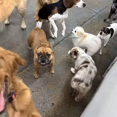 Barks and Rec - Columbus, OH