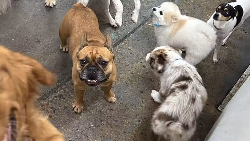 Barks and Rec - Columbus, OH