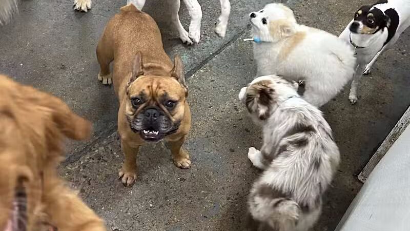 Barks and Rec - Columbus, OH