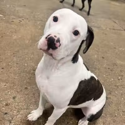 Barks and Rec - Columbus, OH