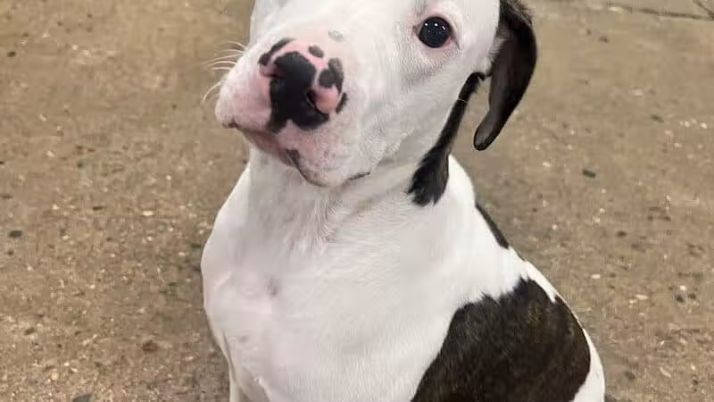 Barks and Rec - Columbus, OH