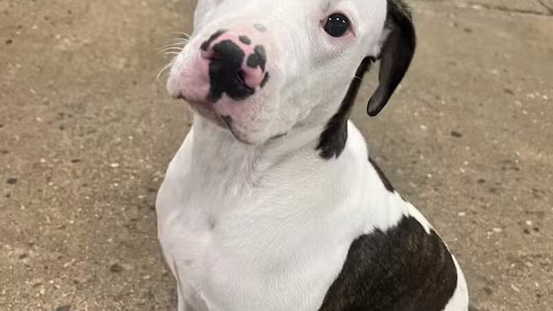 Barks and Rec - Columbus, OH