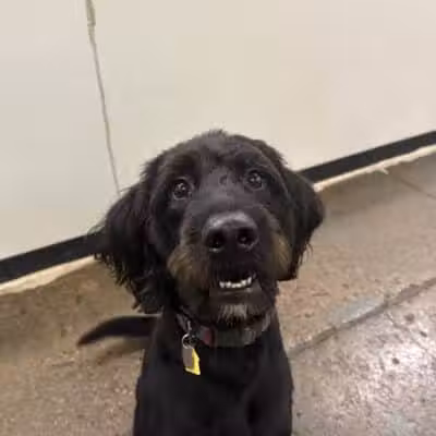 Barks and Rec - Columbus, OH