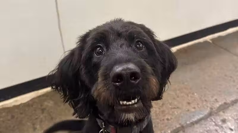 Barks and Rec - Columbus, OH