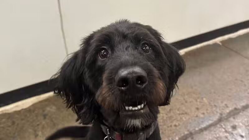 Barks and Rec - Columbus, OH