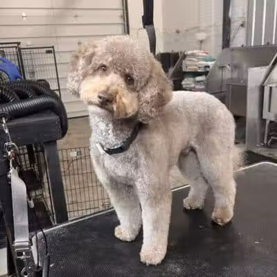 Barks and Rec - Columbus, OH