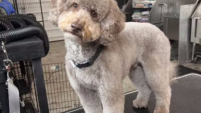 Barks and Rec - Columbus, OH