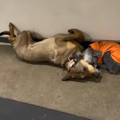 Barks and Rec - Columbus, OH