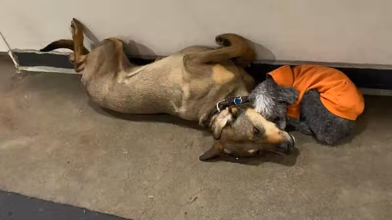 Barks and Rec - Columbus, OH