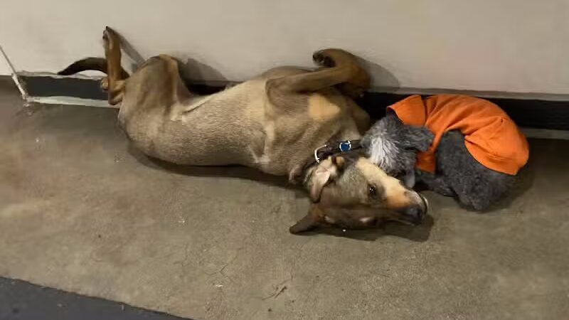 Barks and Rec - Columbus, OH